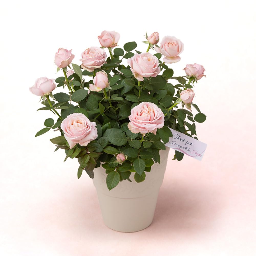 KOSE INFINITY 5本セット バラ売り可 店内の商品をちょこっとだけ紹介